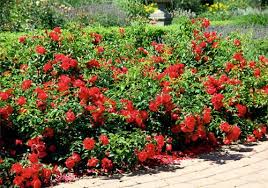 carpet roses gammon s garden center