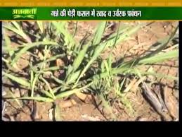 Know How To Use Proper Fertilizers For Sugarcane Yields