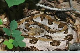 The timber rattlesnake is is the largest, and the most dangerous, of the 4 venomous snakes in tennessee; Timber Rattlesnake Crotalus Horridus Indiana Herp Atlas
