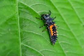 how ladybug larvae look and benefit