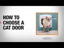 How To Choose A Cat Door