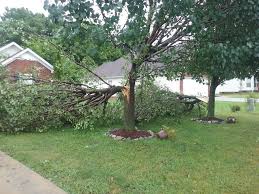 Image result for pictures of trees being whipped by spring winds