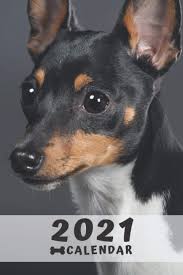 We know that one person's a toy fox terrier adoption will always be a more affordable option than purchasing a puppy from a breeder. Toy Fox Terrier Puppy Calendar 2021 Perfect For Notes And Planning Monthly And Weekly 2021 Planner Diary White Megi 9798567465523 Amazon Com Books