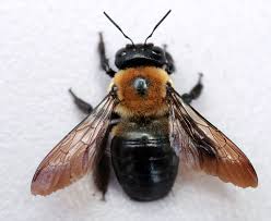 how to get rid of carpenter bees the