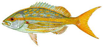 Delaware Fish Facts for The Recreational Angler - Delaware.gov gambar png