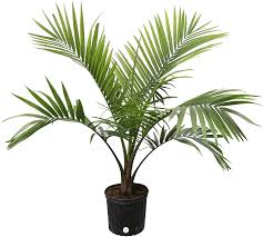 How to propagate indoor palm trees via pups. Amazon Com Costa Farms Majesty Palm Tree Live Indoor Plant 3 To 4 Feet Tall Ships In Grow Pot Fresh From Our Farm Excellent Gift Garden Outdoor