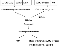 Purification And Characterization Of Recombinant Bacillus