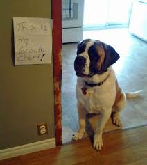 Tastefullyoffensive St Bernard Growth Chart X Dog