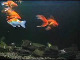 Goldfish Types Fish Guides For Fancy Goldfish And Common