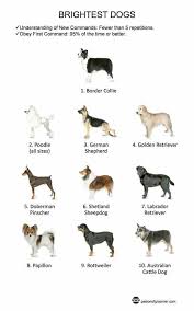 4 On The Rank Dog Breeds Chart Dog Breeds List Dog Breeds