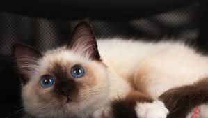 If you wish to breed, we have registered cats and kittens to produce. What Are The Friendliest Cat Breeds Hill S Pet