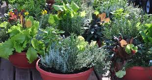 How To Grow Vegetables In Containers