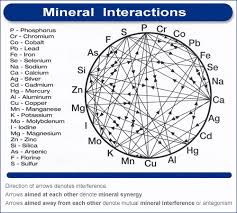 The Mineral Wheel A Delicate Balance And Why Red Meat Is