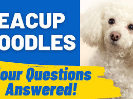 teacup poodles your questions answered