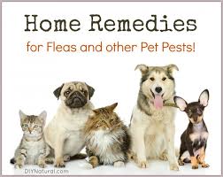 home remes for fleas and other