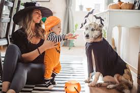 16 easy diy dog costume ideas to try