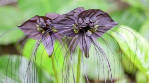 black flowers and plants you can plant