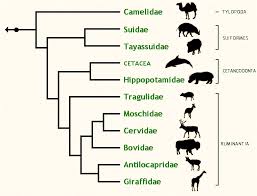 Columbian Black Tailed Deer Classification