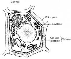 draw a neat diagram of plant cell and