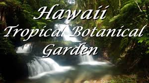 hawaii tropical botanical garden big