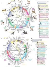 Large Dog Breed Chart The Origin Of Dogs Paddington Pups