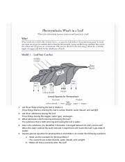 photosynthesis introuction worksheet