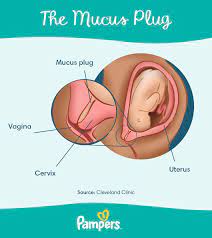 what is a mucus plug and when do you