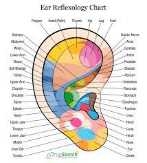 Ear Reflexology Chart Colleaga