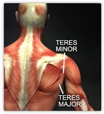 Exercise the teres major and minor muscles with help from a fitness and exercise expert in this free video clip. Muscles Upper Body Real Bodywork