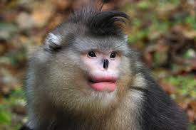 monkeys like full red lips too smart
