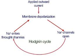 El ciclo celular tiene tres etapas de la interfase y. Ciclo De Hodgkin Wikipedia La Enciclopedia Libre