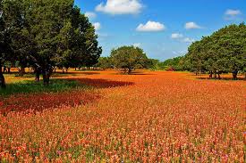 texas hill country indian paintbrush