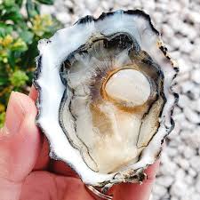 Half Shell 101 A Beginners Oyster Appreciation Guide In