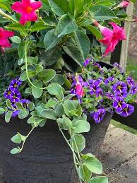 Porch Season How To Plant Patio Containers