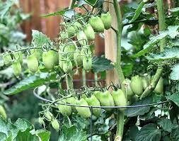 how to plant grow and harvest tomatoes