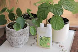 neem oil on indoor plants