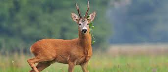 roe deer facts capreolus