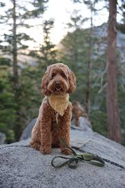 dog friendly guide to lake tahoe