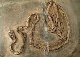 The longest captured snake in the world is medusa! Fossil Snake With Infrared Vision Early Evolution Of Snakes In The Messel Pit Examined