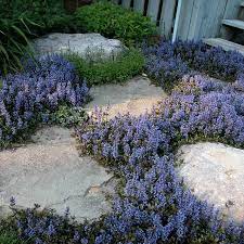 Perennial Ground Covers For Shade