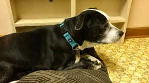 Eine häufig gestellte frage lautet „kann der hund zuhause einfach sanft einschlafen oder muss der tierarzt den hund einschläfern. Er Will Seine Hundin Einschlafern Lassen Weil Sie Zu Alt Ist Dann Kommt Ihr Ein Held Zuhilfe