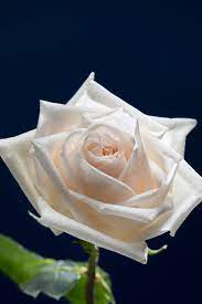 page 2 white rose flower images
