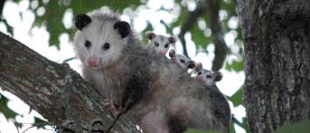 Get Rid Of Opossums Humane Wildlife