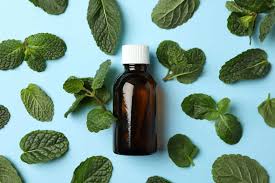 why peppermint oil can repel mice and