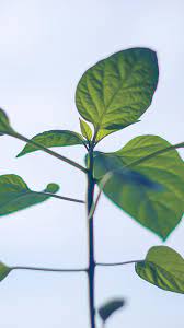na32-flower-leaf-green-simple-minimal ...