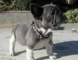 Raising frenchies, or bulldogs is definitely not for everyone! Blue French Bulldog Puppies For Sale Uk Zoe Fans Blog French Bulldog Puppies Bulldog Puppies Blue French Bulldog Puppies