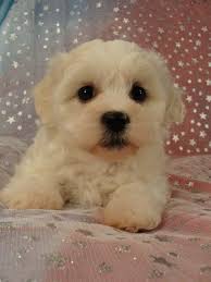 In general, bichon shih tzu puppies require food with high protein and fat content. Shih Tzu Bichon Puppies For Sale Shih Tzu Bichon Breeder In Iowa