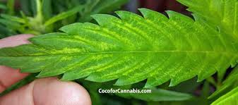 Why How To Use Calmag In Coco Cal Mag Deficiency Coco