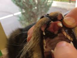 rodent ulcers sores on a cat s mouth
