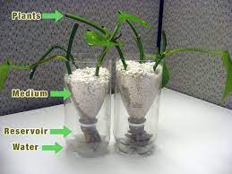 the essential hydroponics for beginners